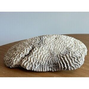 Natural White Brain Coral Specimin 2 Lb 12 oz 8” X 5” X 3” Caribbean Sea